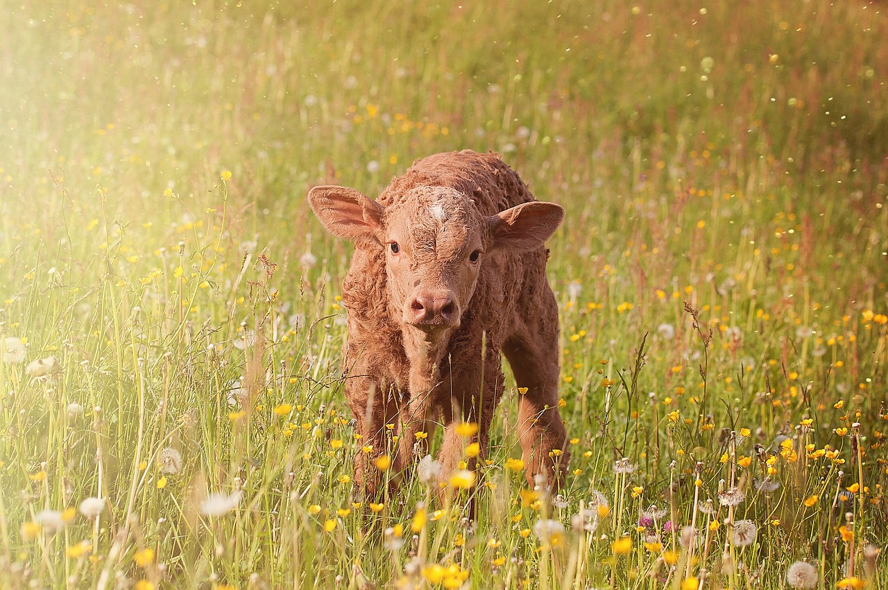 Brown calf