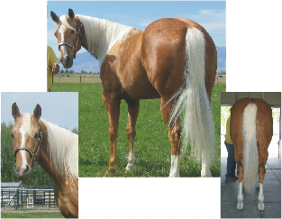 Brown and white horse collage